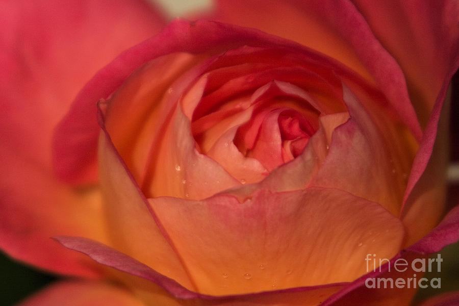 The Heart of a Red Rose Photograph by John Harmon
