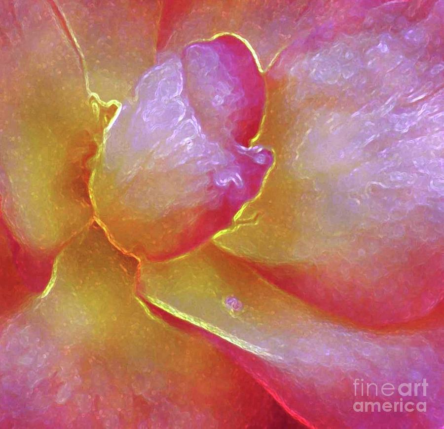 The Heart of a Rose Photograph by Hazel Holland