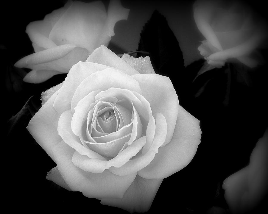 The heart of a rose in black and white Photograph by Karen Cook - Fine ...