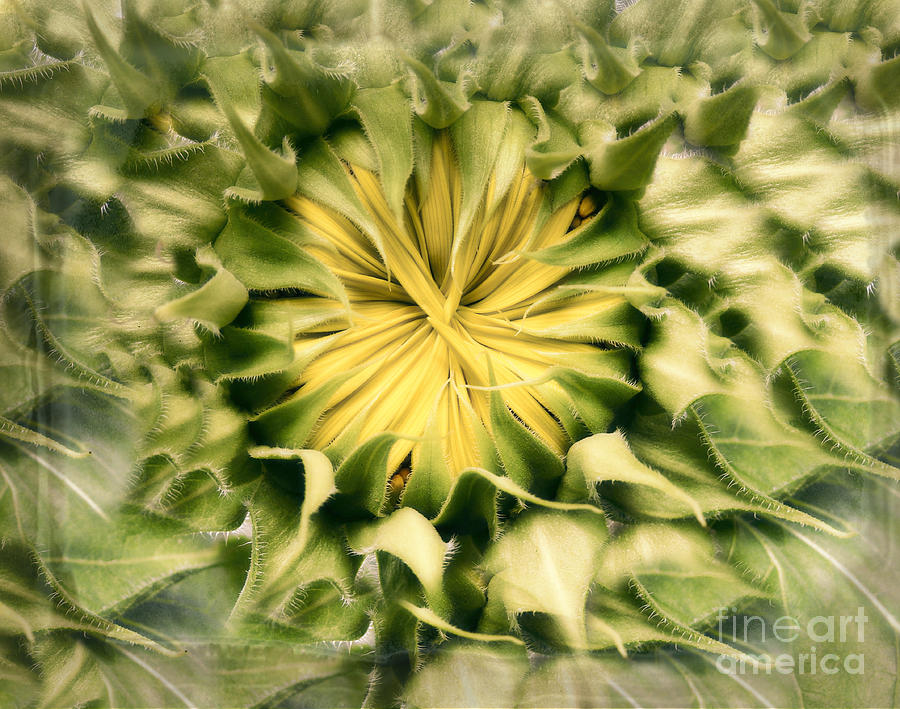 the Heart of a Sunflower Photograph by Ella Kaye Dickey