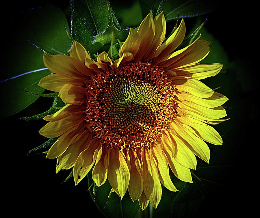 The Heart of a Sunflower Photograph by Karen McKenzie McAdoo