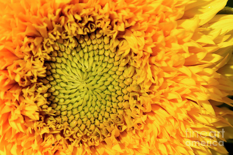 The Heart Of A Sunflower Photograph by Wendy Wilton