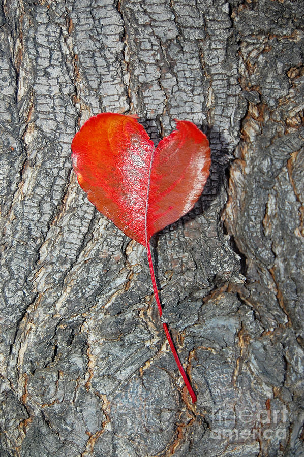 The Heart of a Tree Photograph by Debra Thompson