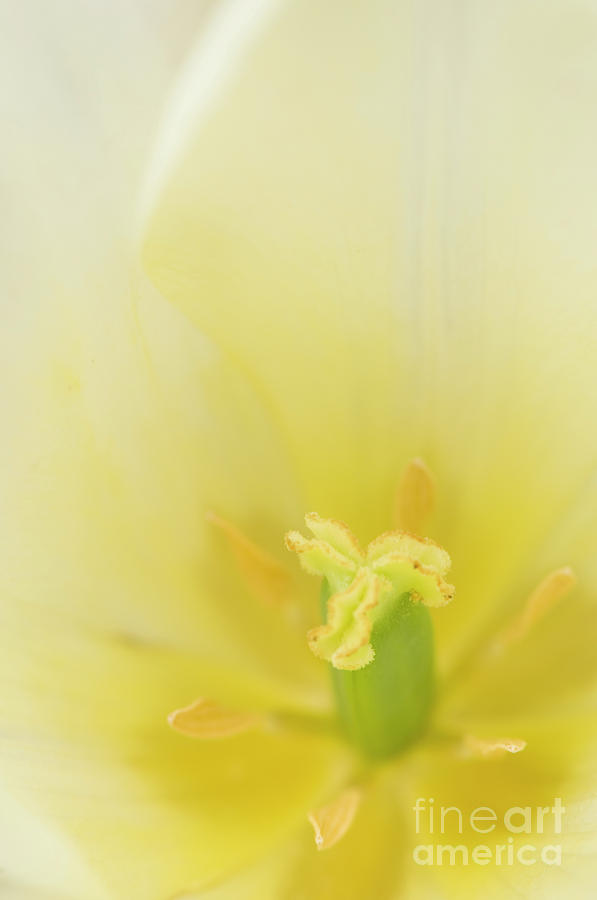Flower Photograph - The Heart of a Tulip by Anne Gilbert
