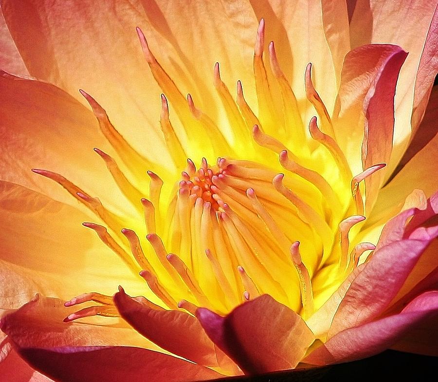 The Heart of a Water Lily Photograph by Bruce Bley