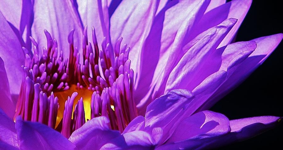 The Heart of a Waterlily Photograph by Bruce Bley