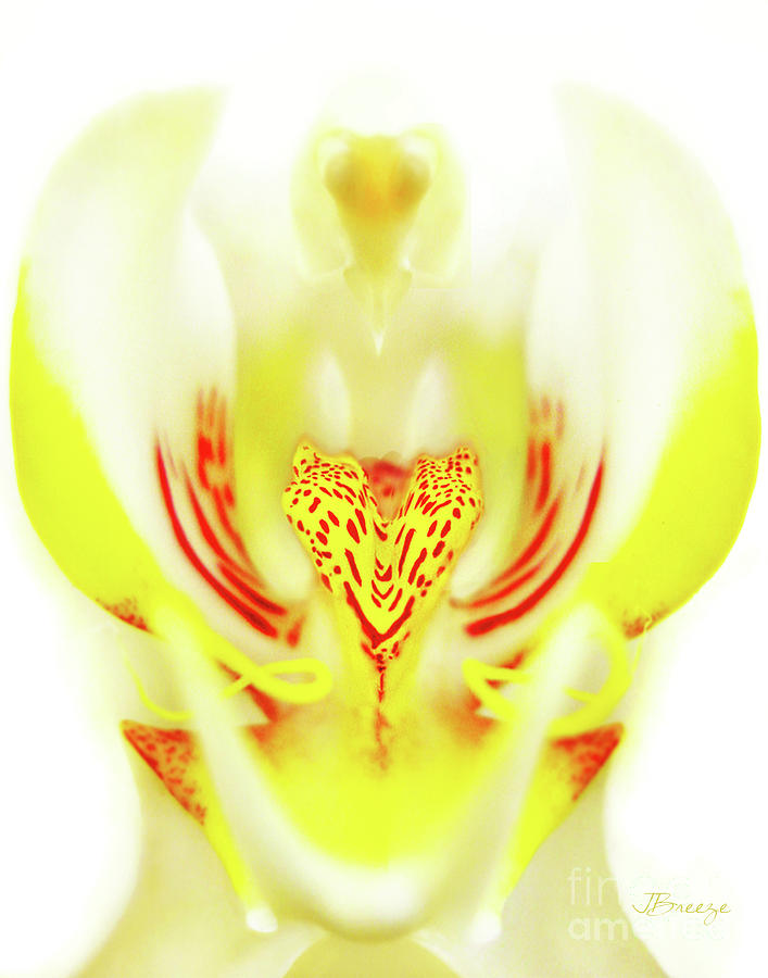 The Heart of an Alien-Orchid Photograph by Jennie Breeze
