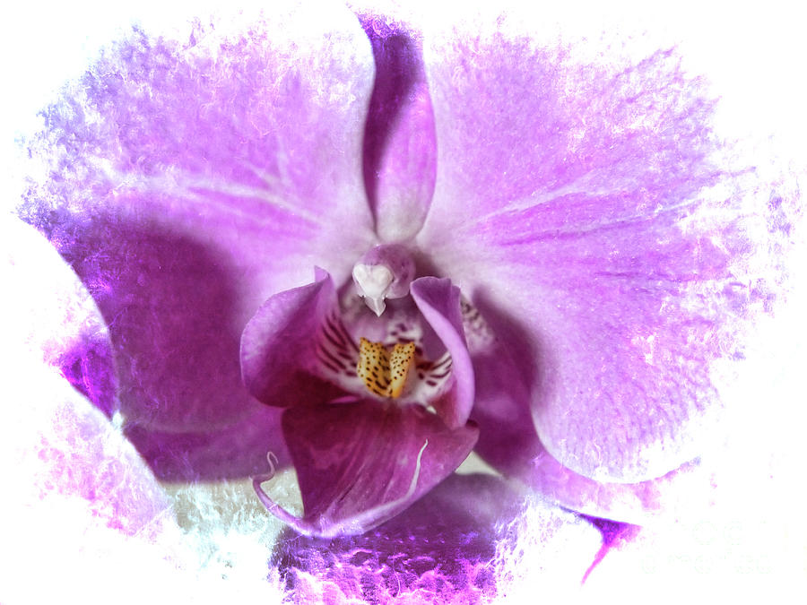 The Heart of an Orchid Photograph by Brenda Kean