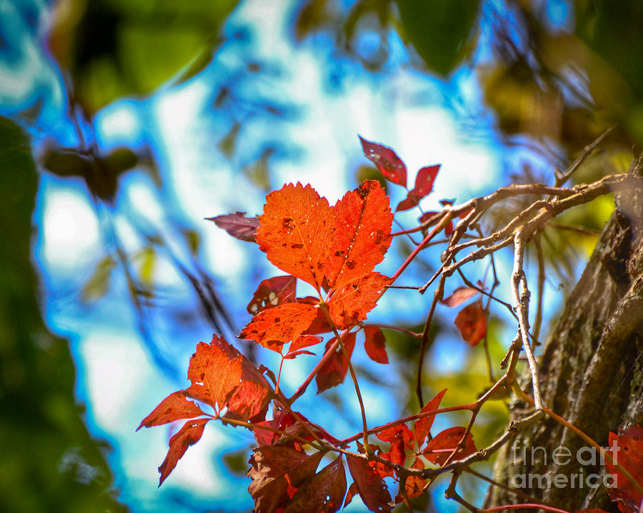 The Heart of Autumn Photograph by Kerri Farley