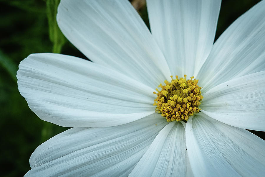 The Heart of the Daisy Photograph by Monte Stevens