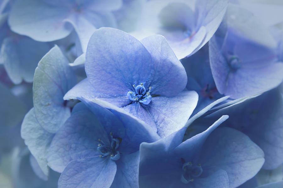 the Heart of the Hydrangea Photograph by Francesca Winspeare - Pixels