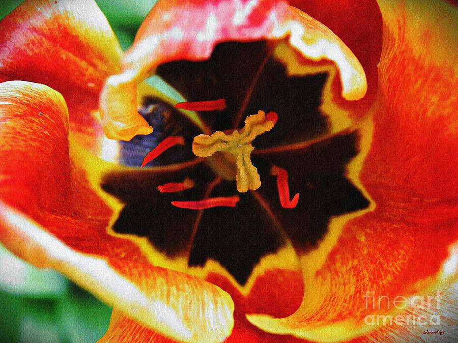 Tulip Photograph - The Heart of the Matter 2 by Sarah Loft