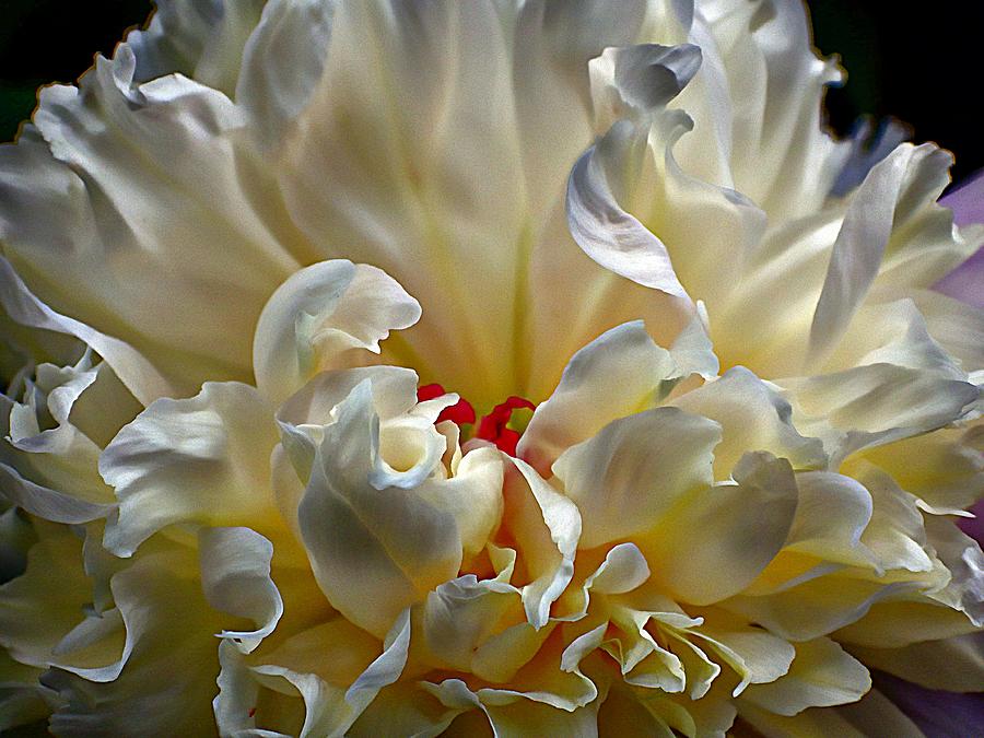 The Heart of the Peony Photograph by Karen McKenzie McAdoo
