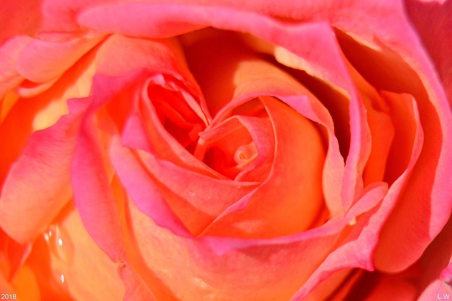 The Heart Of The Rose Photograph by Lisa Wooten