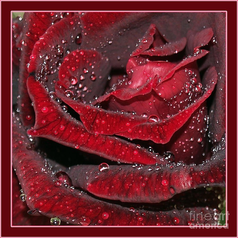 Red Rose Photograph - The Heart Of The Rose by Art by Magdalene
