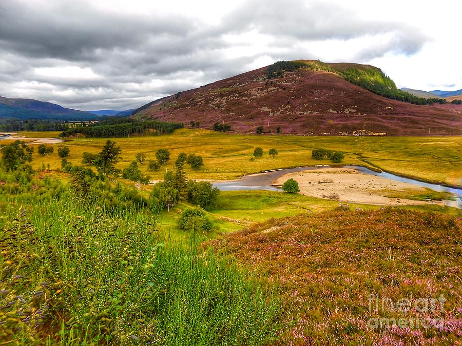 The Heather at Royal Deeside Photograph by Joan-Violet Stretch