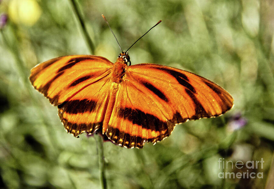 The  Heliconian Butterfly Photograph by Robert Bales