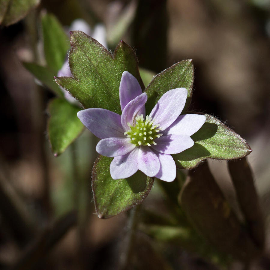 The Hello Flower Photograph by Dan Chevalier | Fine Art America