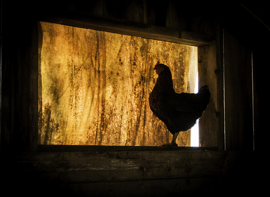 Rooster Photograph - The Hen House by Jack Welch