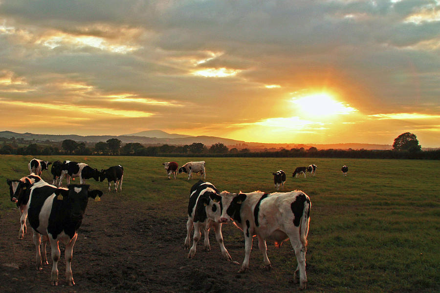 Sunset Photograph - The Herd at Sunset by Martina Fagan