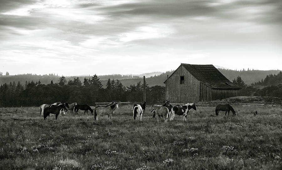 The Herd in Black and White Photograph by Steven Clark