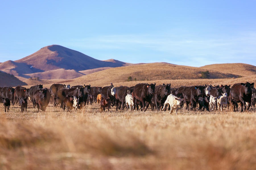 The Herd Races In Photograph by Todd Klassy