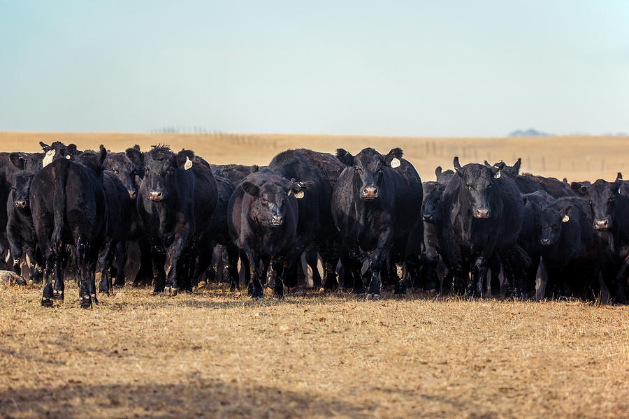 Cow Photograph - The Herd Rushes In by Todd Klassy