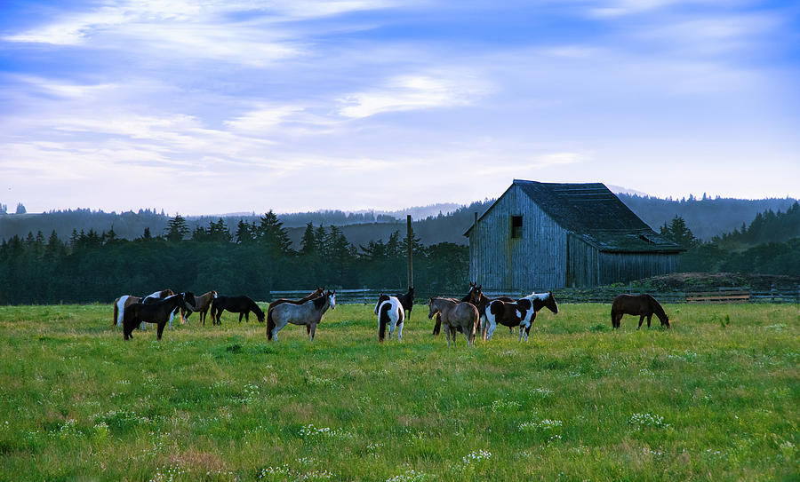 The Herd Photograph by Steven Clark