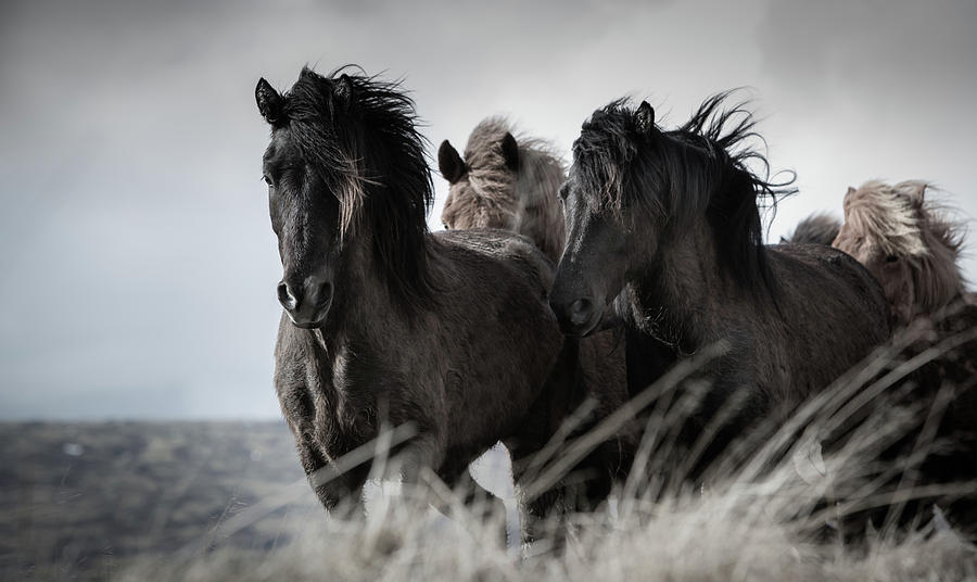 Horse Photograph - The Herd by Tim Booth
