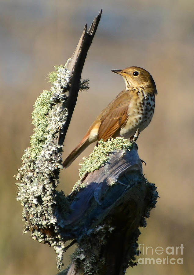The Hermit Thrush Photograph by Kathy Baccari