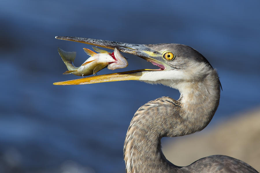 The Heron And The Perch Photograph
