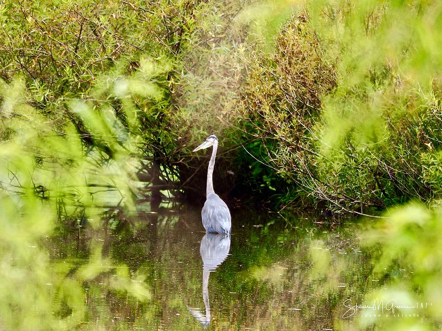 The Heron is Hidden Photograph by Shawn M Greener