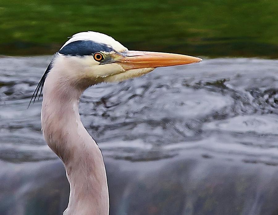 Wildlife Photograph - The Heron by Paul Hayes