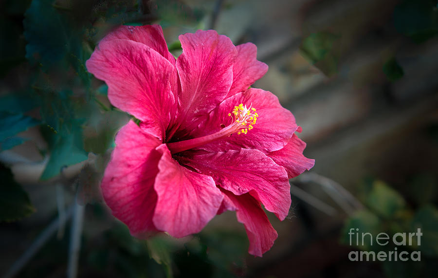 The Hibiscus Photograph by Robert Bales