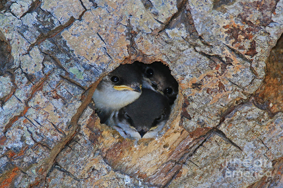 Swallow Photograph - The Hidey Hole by Craig Corwin