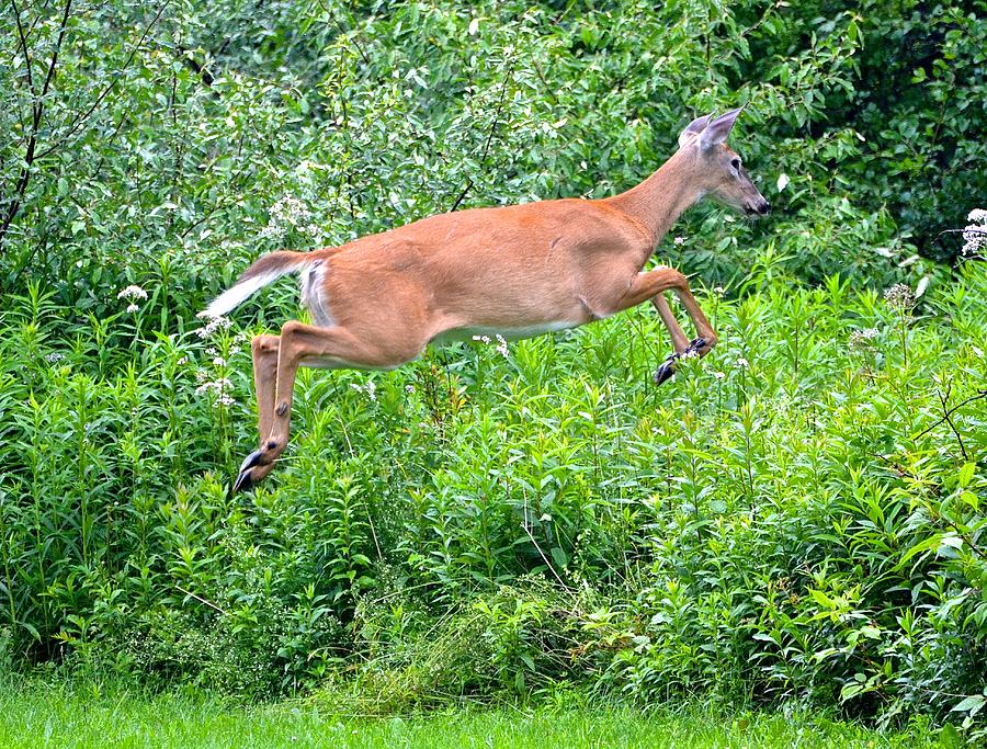 deer jumping high