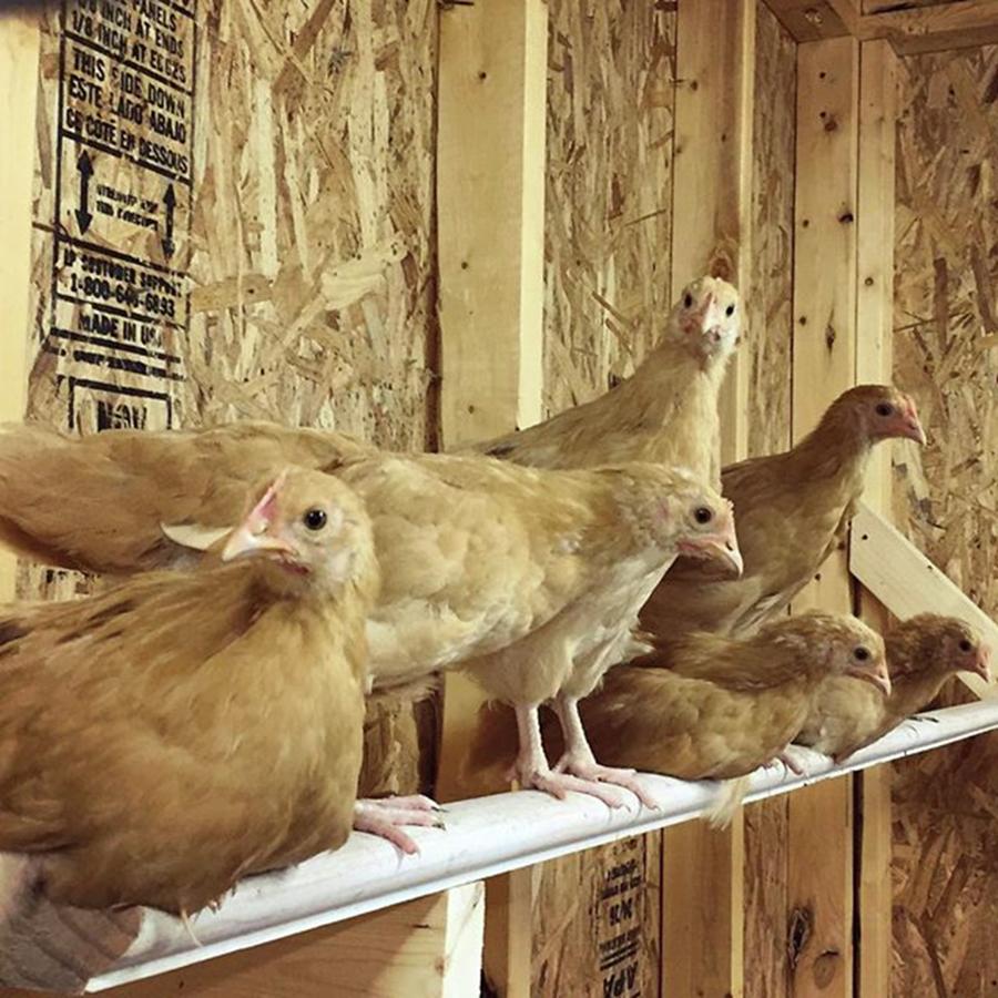 Chickencoop Photograph - The High Pecking Order #chickencoop by Joan McCool
