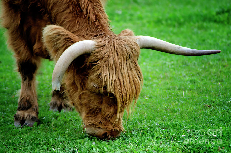 the Highland cattle Photograph by Michelle Meenawong