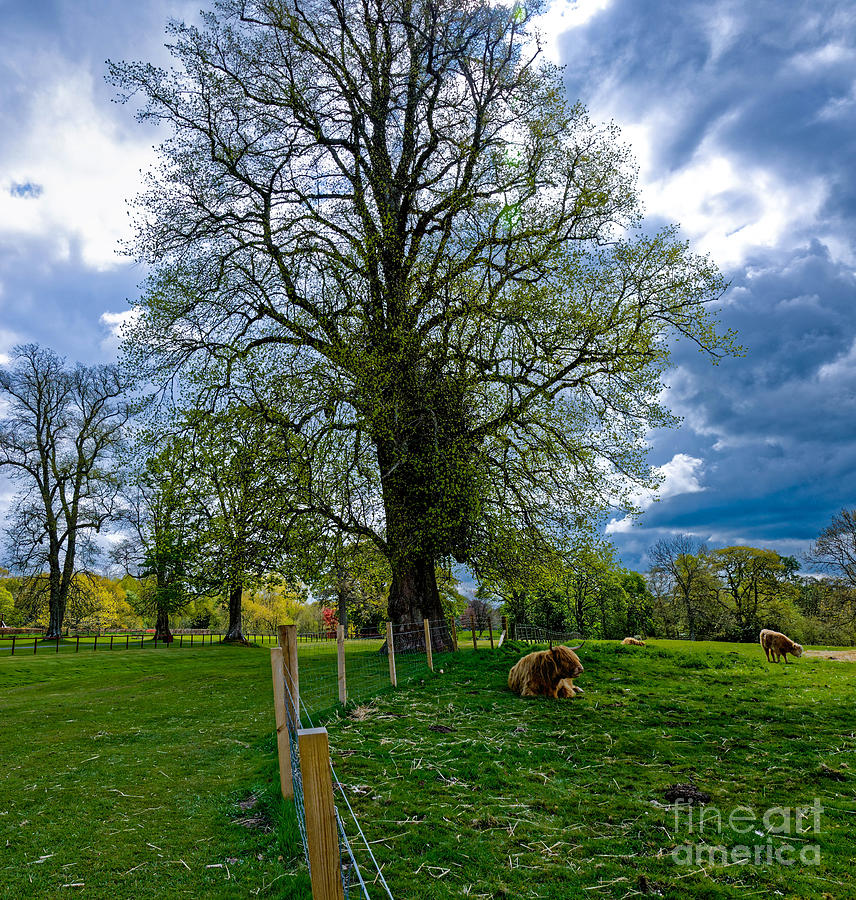 The Highland Cow Photograph by Paul Mashburn