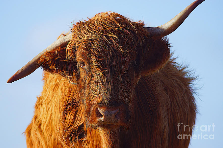 Cow Photograph - The Highland Cow by Smart Aviation
