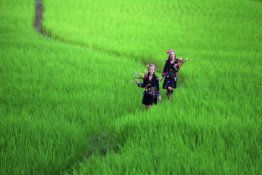 Nature Photograph - The hill tribe woman walks in the rice paddies. by Somchai Sanvongchaiya