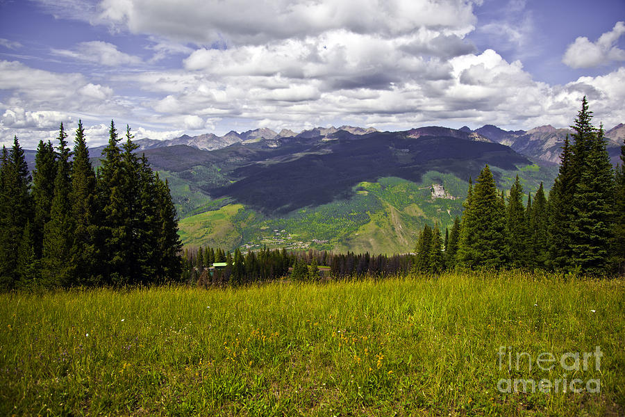 Tree Photograph - The Hills Are Alive in Vail by Madeline Ellis