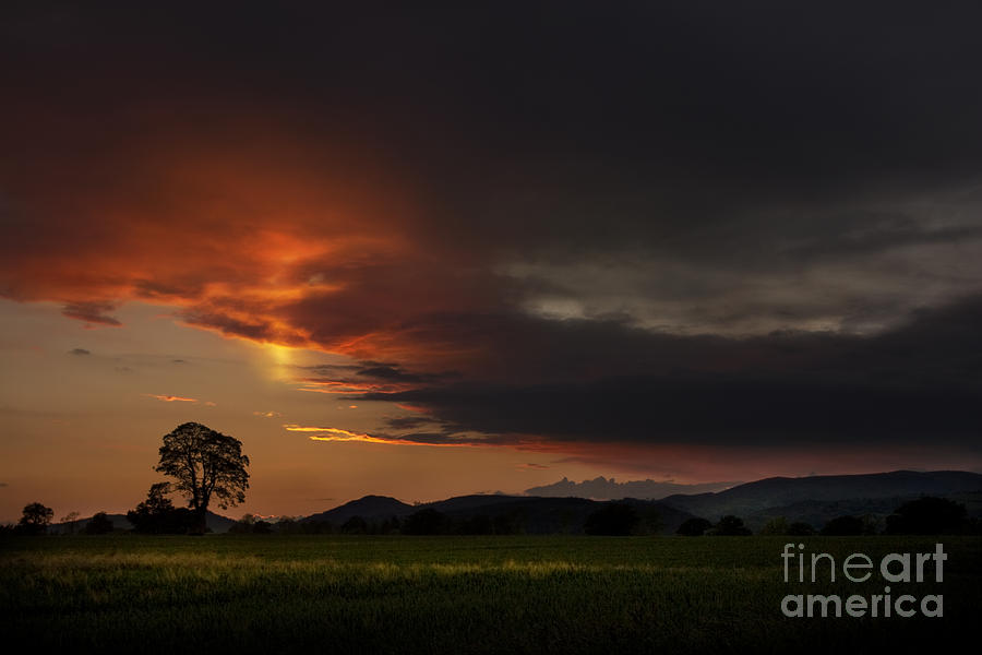 Sunset Photograph - The Holy Tree by Ang El