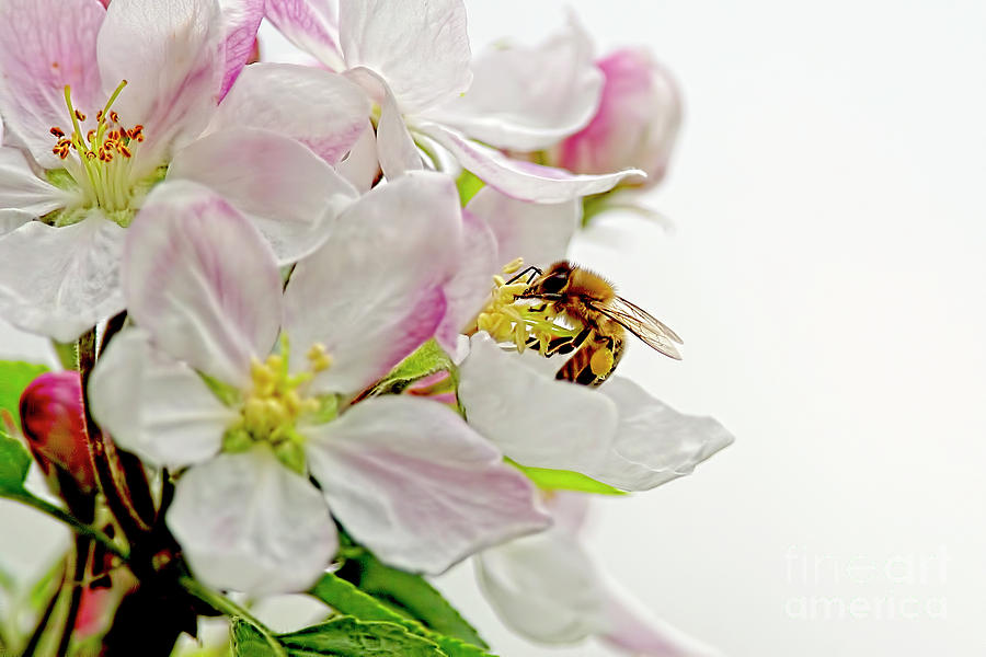 The Honeybee and The Apple Blossom Photograph by Sharon Talson