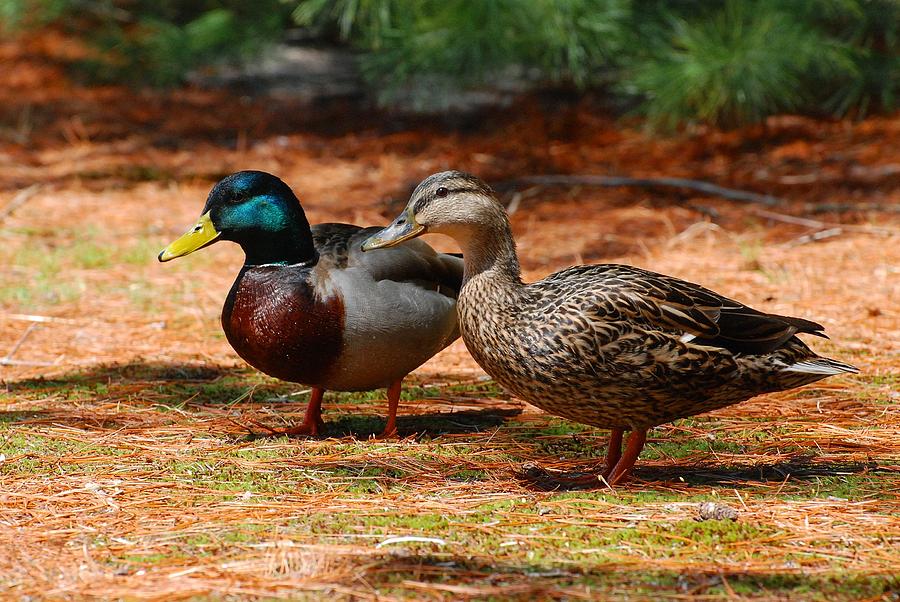 The Honeymooners - Mallard Ducks  Photograph by Angie Tirado