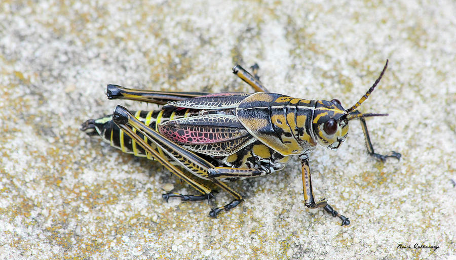 Insects Photograph - The Hopper Grasshopper Art by Reid Callaway