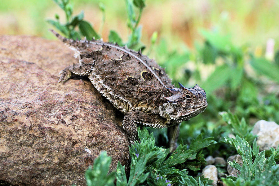 Texas Christian University Photograph - The Horned Lizard by Kyle Findley