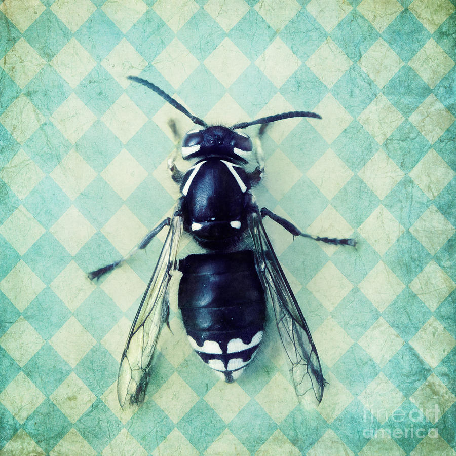 Nature Photograph - The hornet by Priska Wettstein