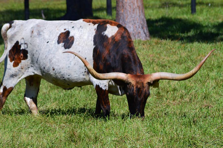 The Horns of the Florida Longhorn Photograph by Warren Thompson