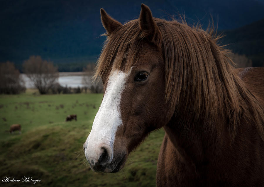The Horse Photograph by Andrew Matwijec